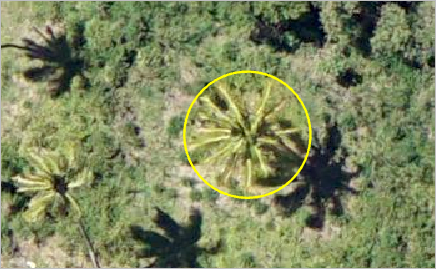 Example of a palm tree