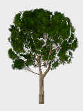 Orange tree symbol in the 3D Vegetation - Realistic style