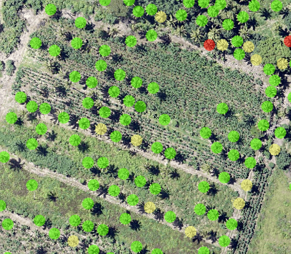 Palm trees detected in imagery using deep learning tools, then classified according to relative health
