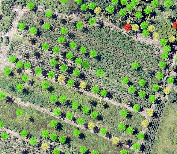 Palm trees detected in imagery using deep learning tools, then classified according to relative health Palm trees detected in imagery using deep learning tools, then classified according to relative health