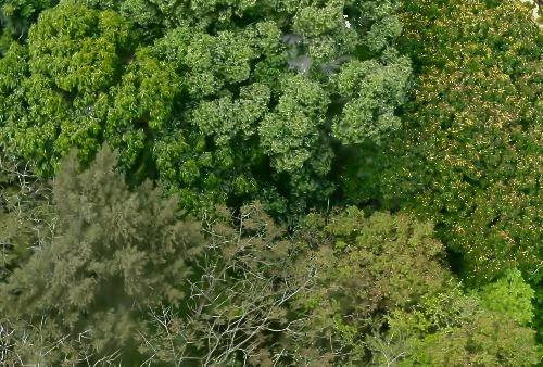 Gaussian splat vegetation