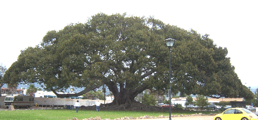 Photo d’arbre