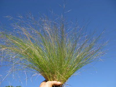 Nassella tussock