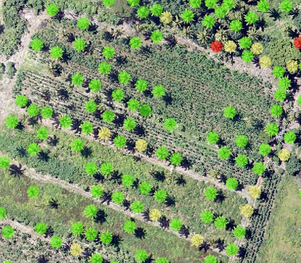 使用深度学习工具在影像中检测到的棕榈树，并根据相对健康状况进行分类